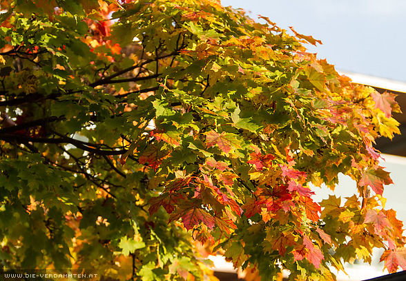 Herbstlaub